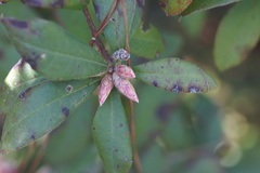 Rhododendron oblongifolium