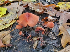 Laccaria trichodermophora