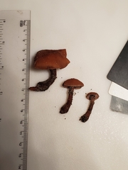 Laccaria trichodermophora