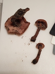 Laccaria trichodermophora