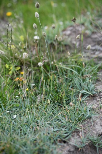 Alpine Foxtail (Alopecurus gerardi)