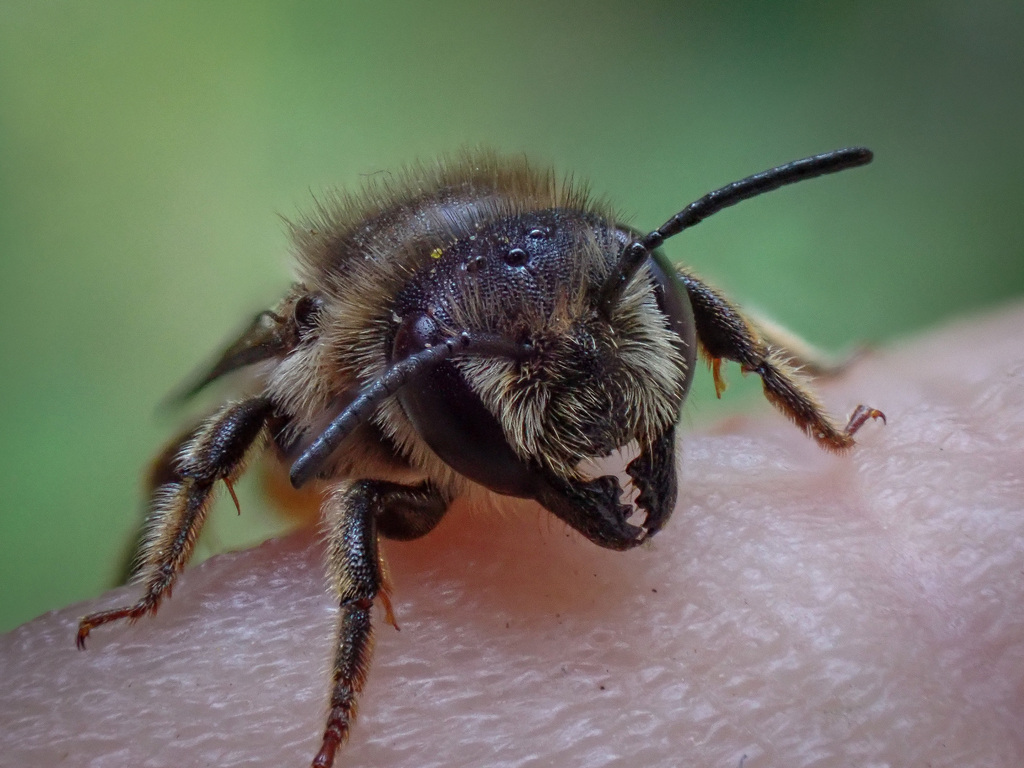 Megachile alpicola