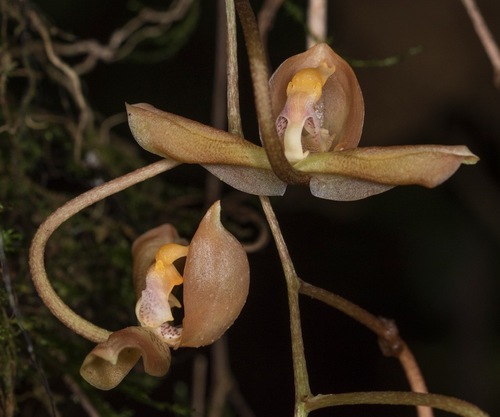 Three-Toothed Gongora