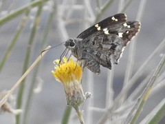 Thorybes dorantes calafia