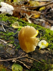 Pluteus austrofulvus