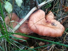 Armillaria cepistipes