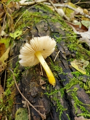 Pluteus austrofulvus