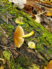 Pluteus austrofulvus