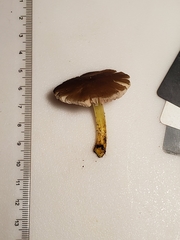 Pluteus austrofulvus