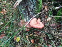 Armillaria cepistipes