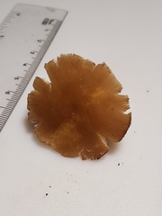 Pluteus austrofulvus