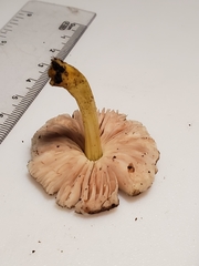 Pluteus austrofulvus