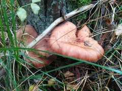 Armillaria cepistipes