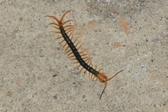 Scolopendra multidens