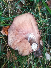 Armillaria cepistipes