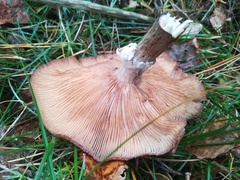 Armillaria cepistipes