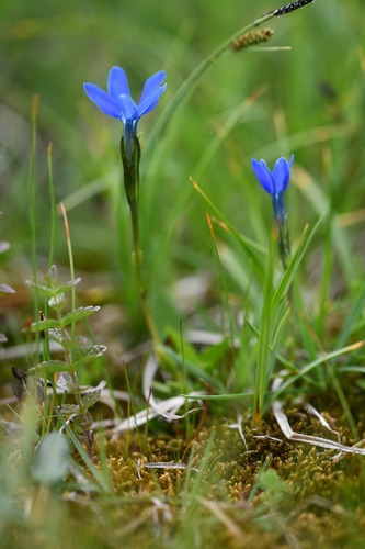 Rostan's Gentian (Gentiana rostanii)