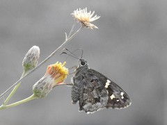 Thorybes dorantes calafia