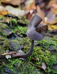Helvella atra