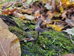 Helvella atra