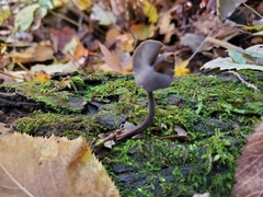 Helvella atra