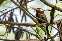 Galbalcyrhynchus leucotis