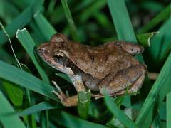 Physalaemus albonotatus