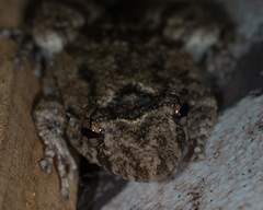 Scinax acuminatus
