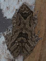 Scinax acuminatus