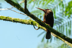 Galbalcyrhynchus leucotis
