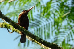 Galbalcyrhynchus leucotis