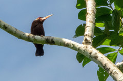 Galbalcyrhynchus leucotis