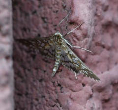 Epipagis fenestralis
