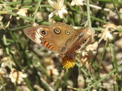 Junonia pacoma