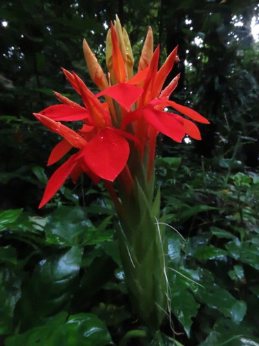 Aphelandra aurantiaca