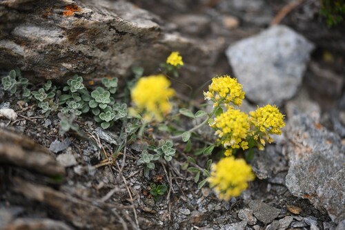 Alpine Alyssum (Odontarrhena alpestris)