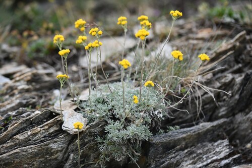 Glacier Wormwood (Artemisia glacialis)