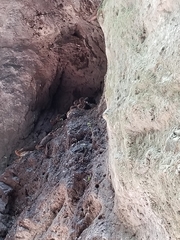 Steatornis caripensis