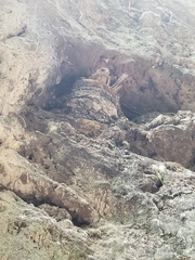 Steatornis caripensis