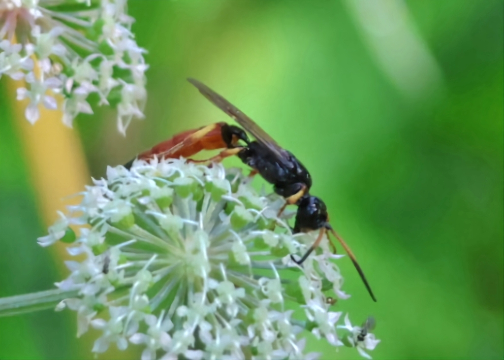 Alomya debellator