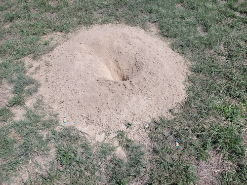 Black-tailed Prairie Dog