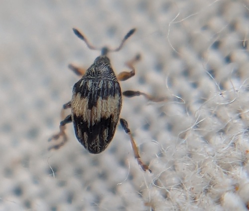 Flower Bud Weevil, Noordwijkerhout, Nederland, photo 6 of 10