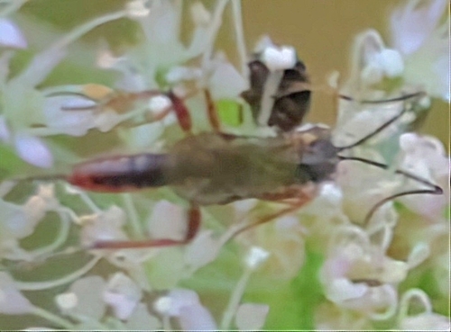 Stilbops vetulus