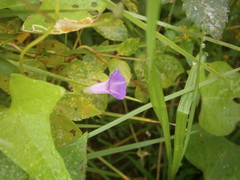 Ipomoea dumetorum