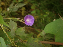 Ipomoea dumetorum