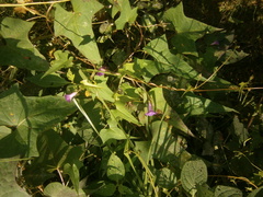 Ipomoea dumetorum