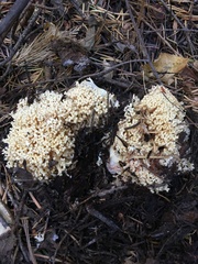 Ramaria rubiginosa