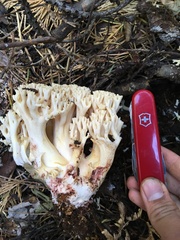 Ramaria rubiginosa