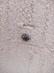 Aiolocaria hexaspilota