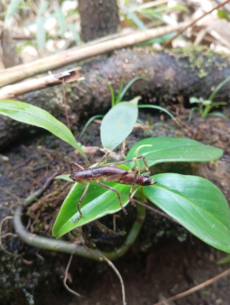 Apteroteleutias
